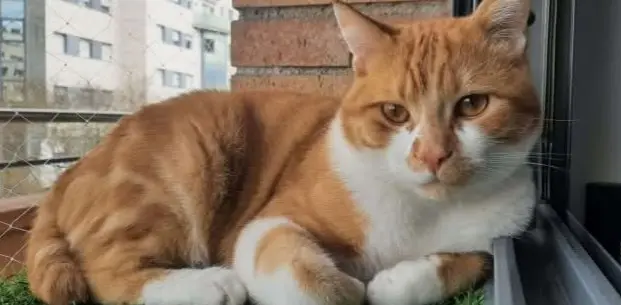 gato lost   43761 la Pobla de Montornès Mochi