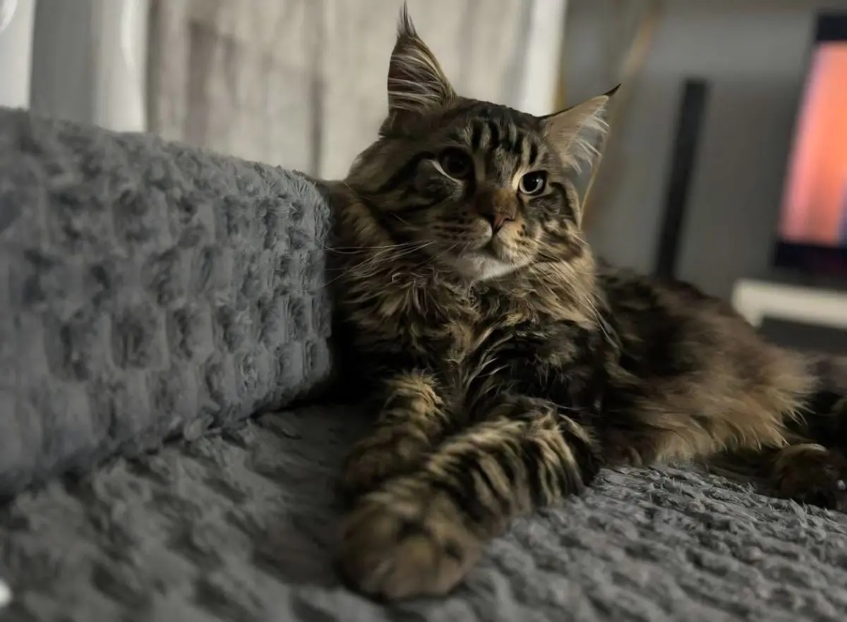 gato lost   43140 la Pobla de Mafumet Oreo