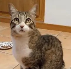 gato lost    Méntrida Chispa
