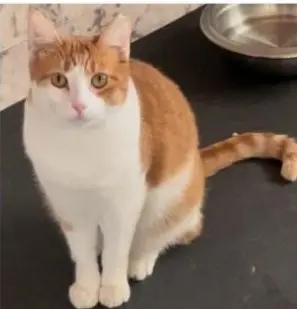 gato lost   45529 Yuncler Filete