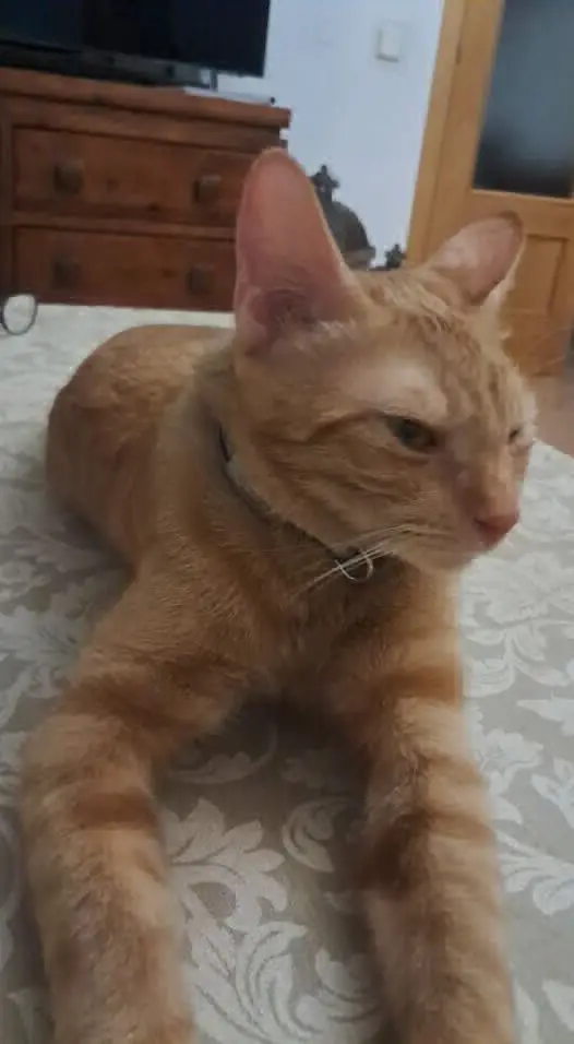 gato lost   45210 Yuncos Garfil