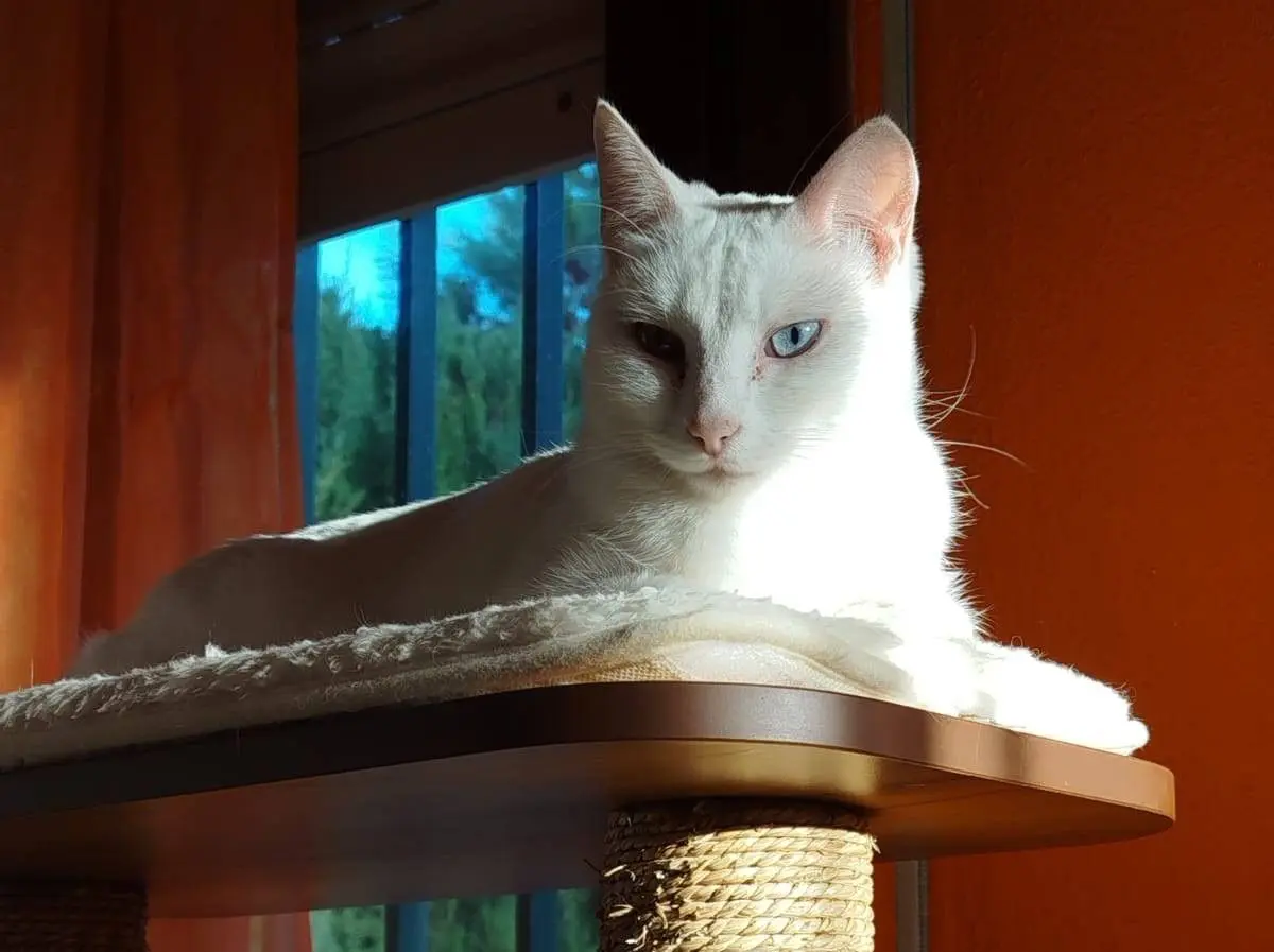 gato lost   45280 Olías del Rey Gato