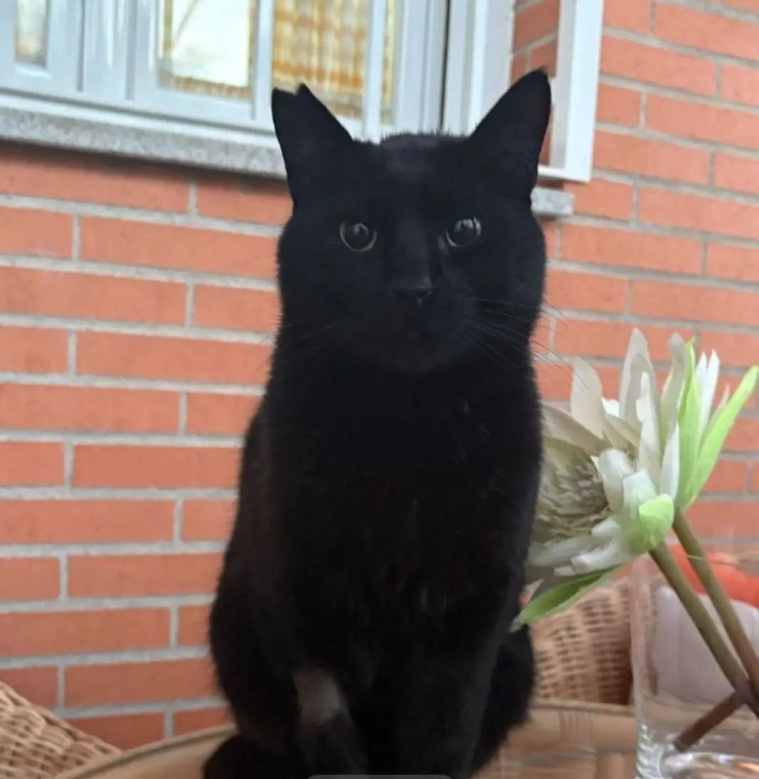 gato lost   45217 Ugena Gato