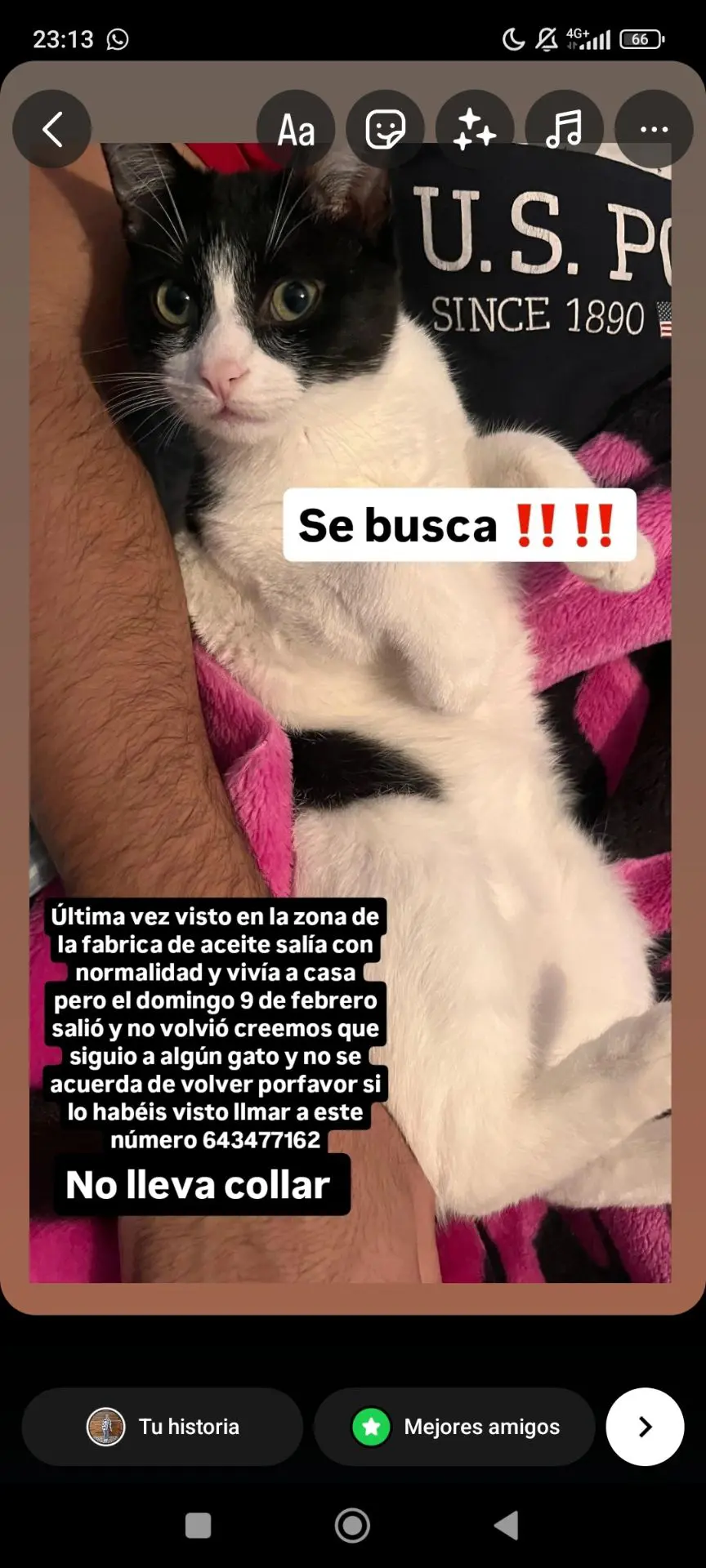 gato lost   45210 Yuncos Gato