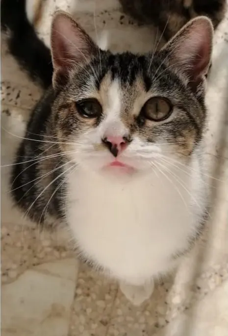 gato lost   45230 Numancia de la Sagra Gelatto
