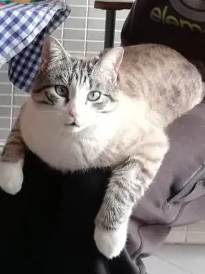 gato lost   45270 Mocejón Grey