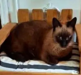 gato lost   45960 Chozas de Canales Lemmy