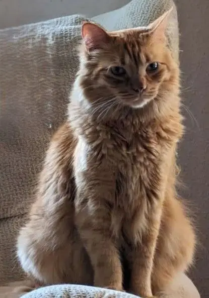 gato lost   45217 Ugena Loki