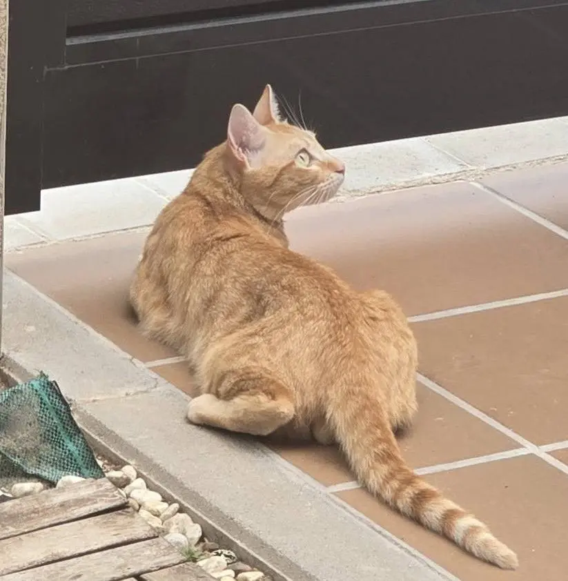 gato lost   45220 Yeles Léo