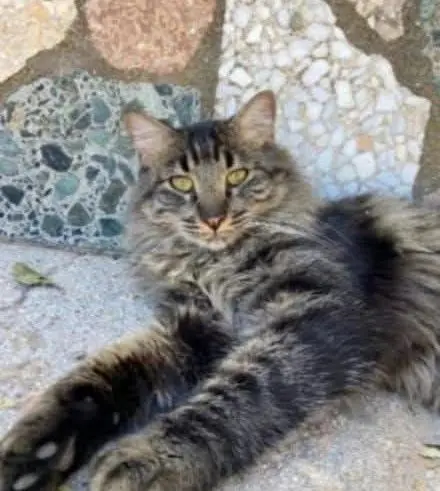 gato lost   45222 Borox Missi