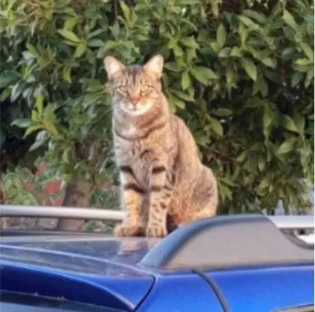 gato lost   45633 La Iglesuela del Tiétar Muñeco
