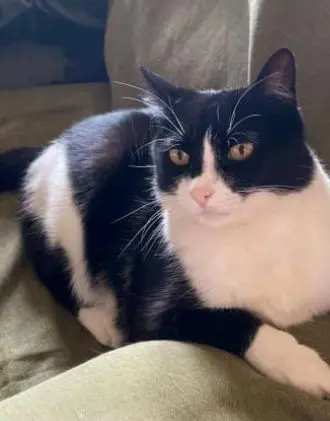 gato lost   45280 Olías del Rey Nebur