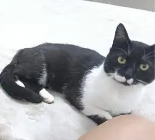gato lost   45214 Cedillo del Condado Noe