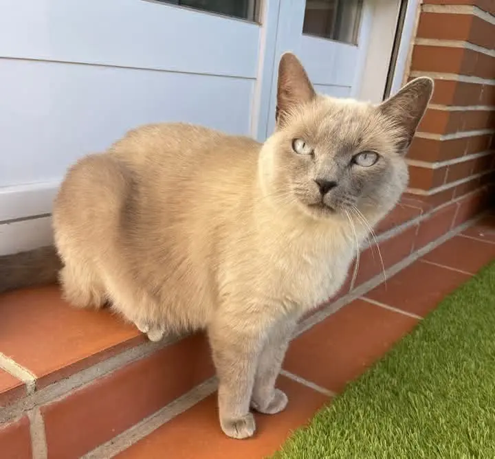 gato lost   45210 Yuncos Oreo