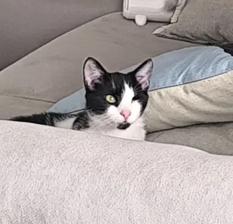 gato lost   45180 Camarena Oreo
