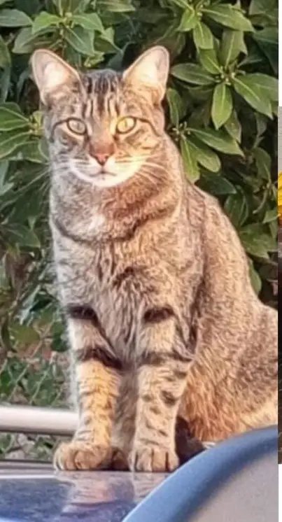 gato lost   45633 La Iglesuela del Tiétar Oreo