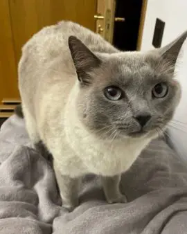 gato lost   45210 Yuncos Oreo