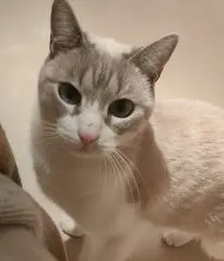 gato lost   45593 Bargas Prins