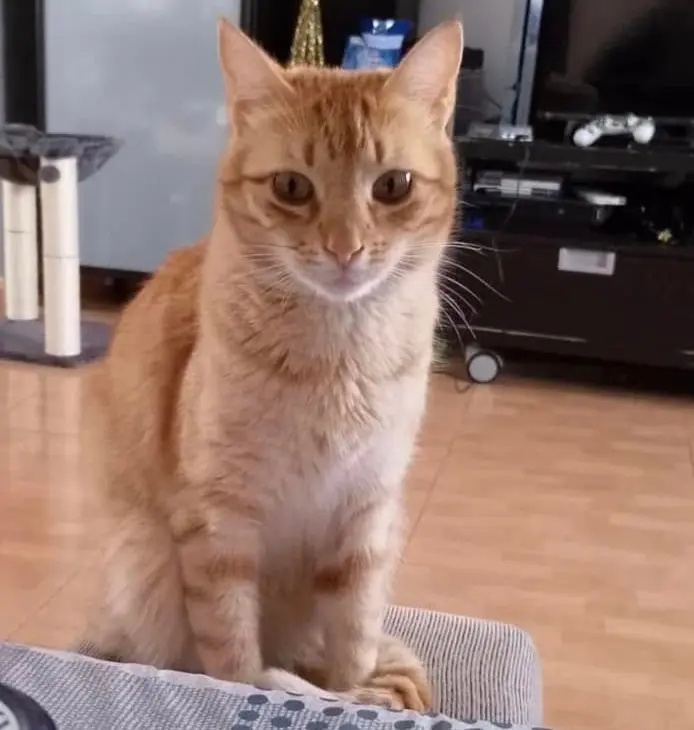 gato lost    Dosbarrios Rayo