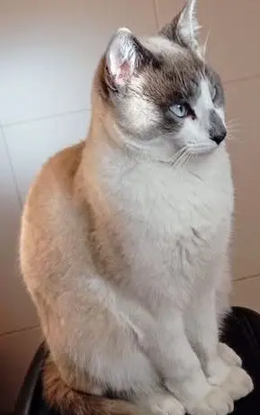 gato lost   45519 Novés Shiro