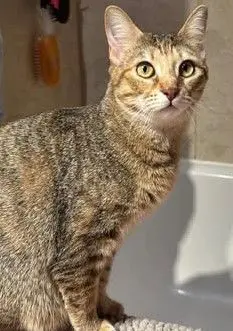 gato lost   45180 Camarena Tina