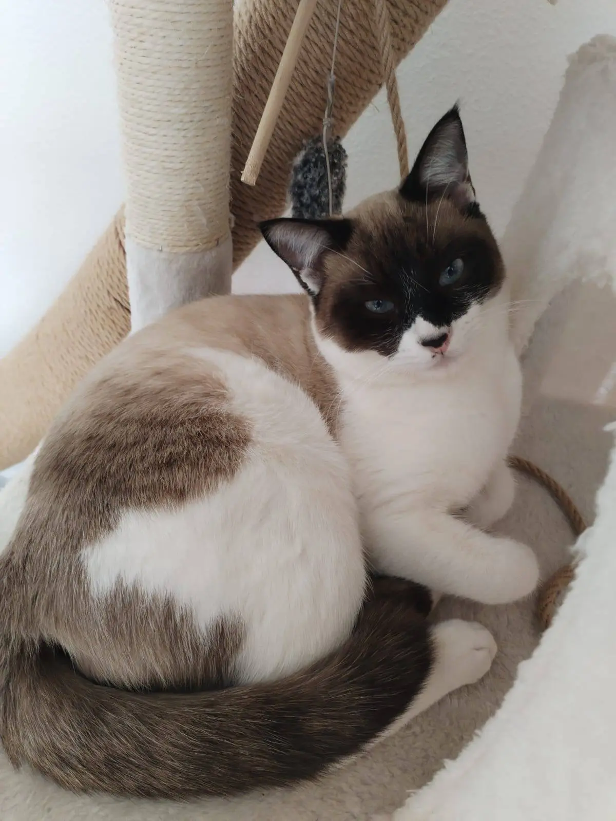 gato lost    Tolède Casper