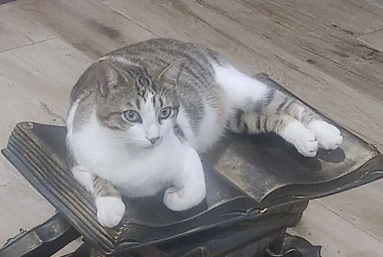 gato lost    Tolède Gloton