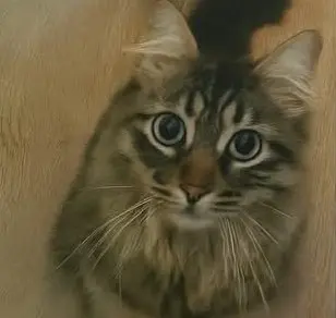 gato lost   45519 Novés Trasto