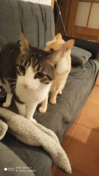 gato lost   45160 Guadamur Vador
