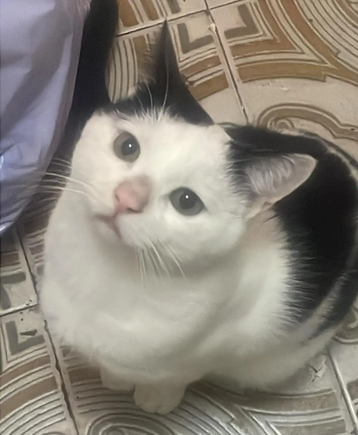 gato lost    La Guardia Zeus