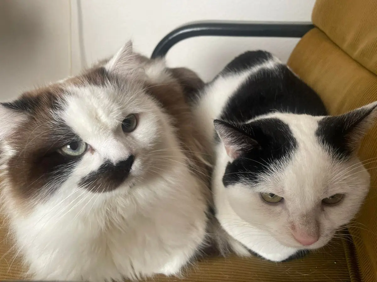 gato lost    La Guardia Zeus y chispi