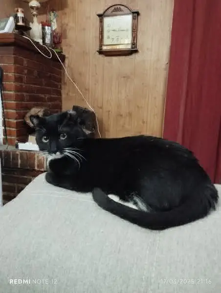 gato lost    Nambroca Zipi