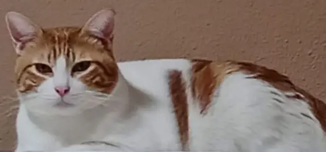 gato lost    Sagonte Alejo