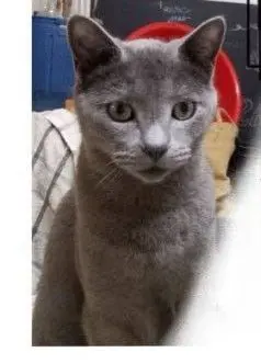 gato lost   46120 Alboraia / Alboraya Caliu