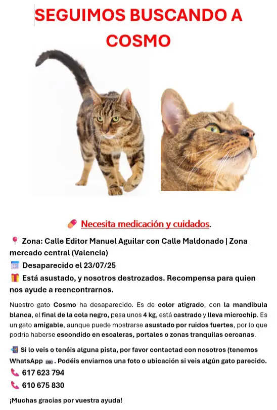 gato lost    Valencia Cosmo