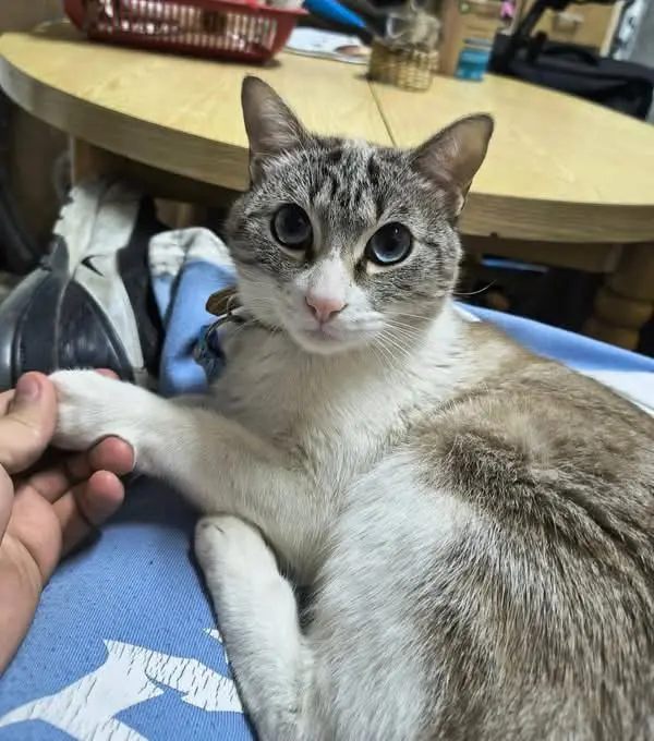 gato lost    Valence Bolt