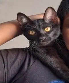 gato lost    Valence Mayck