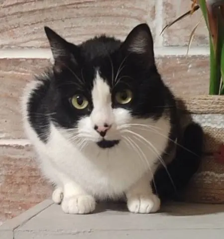 gato lost    Valence Pegazo