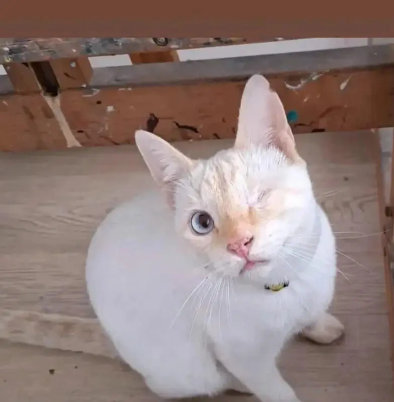 gato lost    Valence Piti