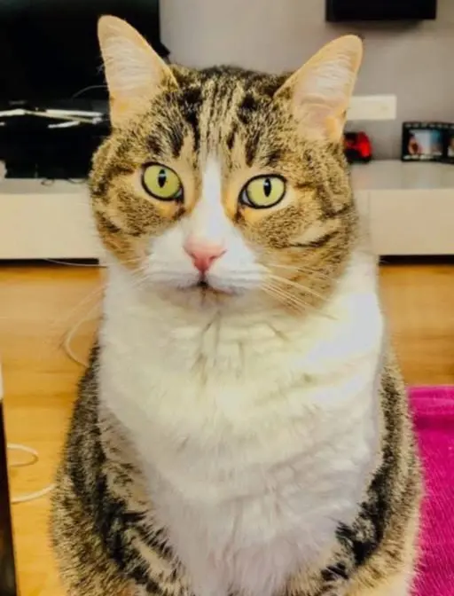gato lost    Valence Sam