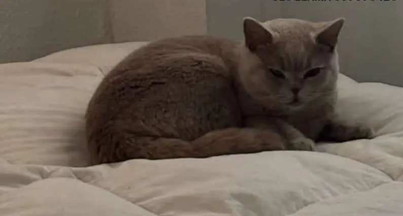 gato lost   46388 Godelleta Iris