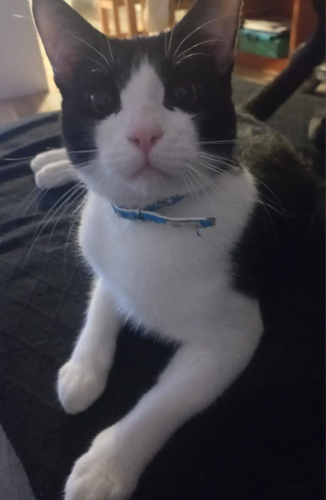 gato lost   46620 Ayora Michu
