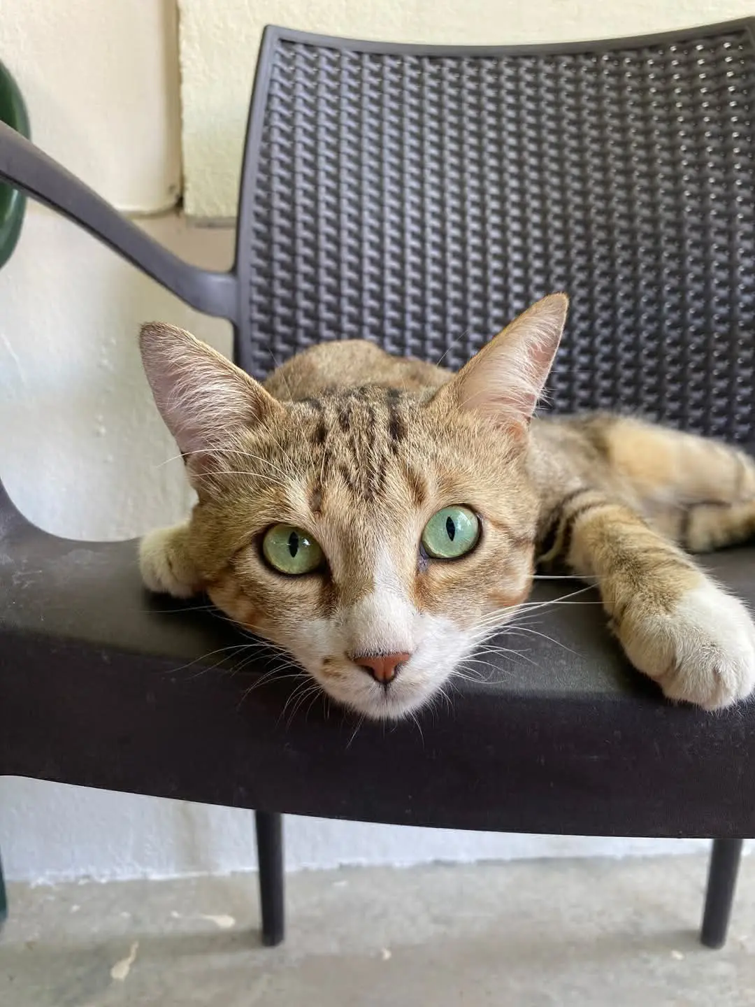 gato lost    Sagonte Mini