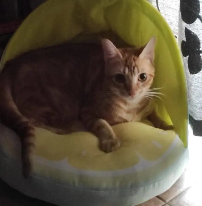 gato lost   46250 l'Alcúdia Vega