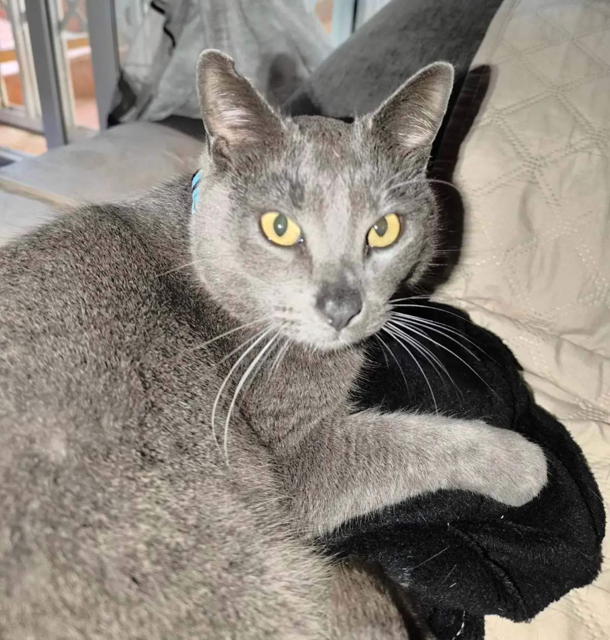 gato lost    Sagonte Zeus