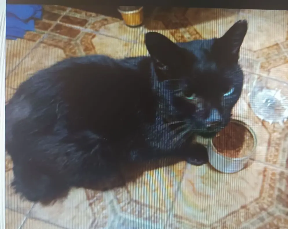 gato lost   47300 Peñafiel Gato