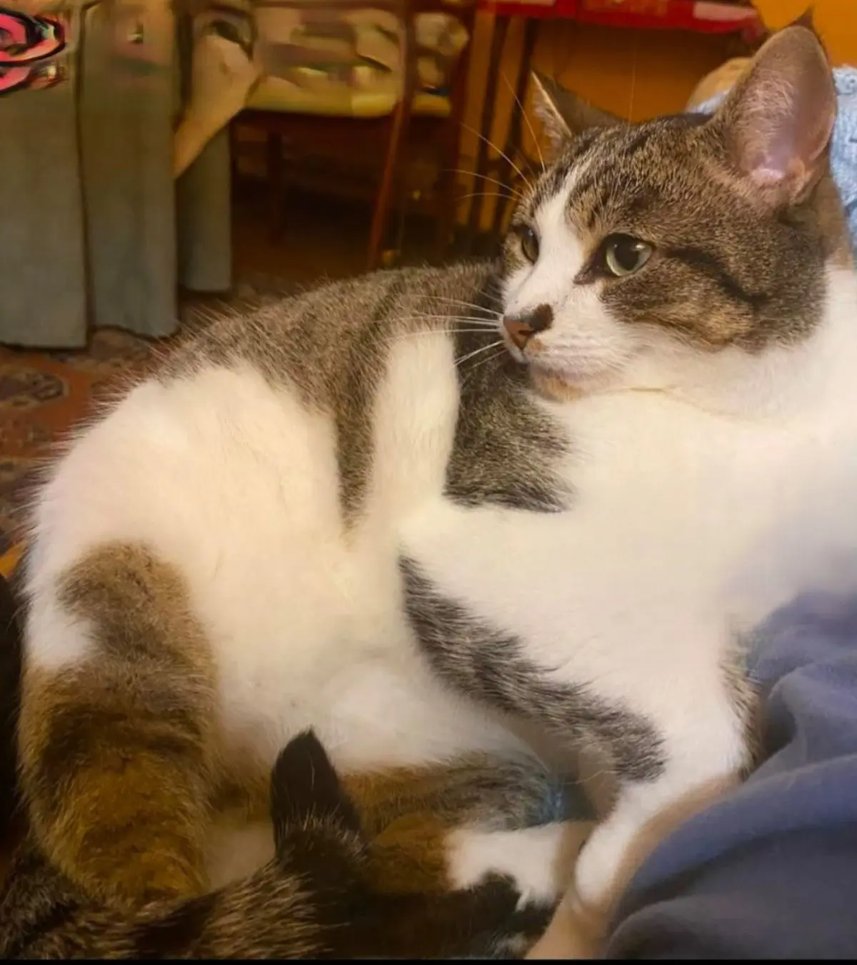 gato lost   47176 Esguevillas de Esgueva Michi