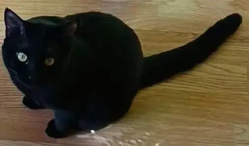 gato lost   47155 Santovenia de Pisuerga Peluche