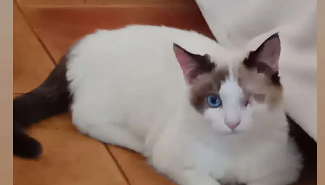 gato lost   47130 Simancas Pitufo