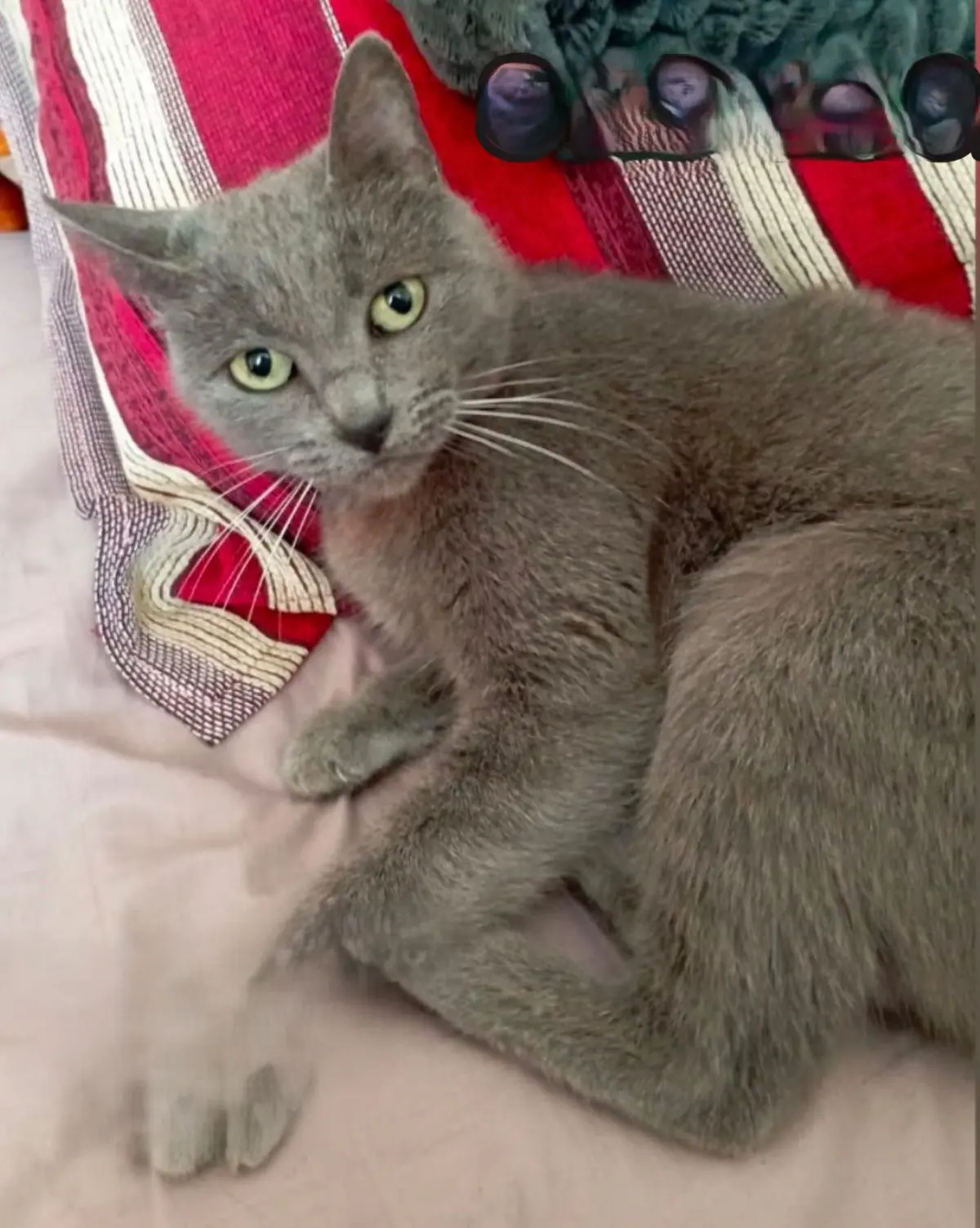 gato lost    Valladolid Cuqui